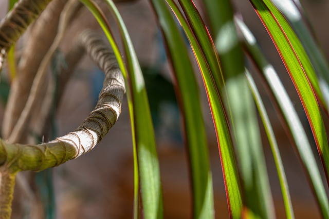 Dracena 